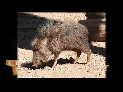 [YTP]FR King Ju ne sait pas encoder de video...