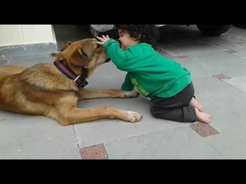 Chotu bby aarohi getting love from bby sitter dog
