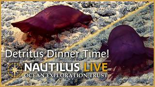 Sea Cucumbers Eat Deep-Sea Sediment | Nautilus Live