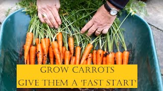 Grow Carrots in a Bucket. How to give them a 