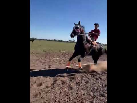 Mercado Negro @studdoñacari @AmorBurrero #amorburrero #caballosdecarreras #hipodromolailusion