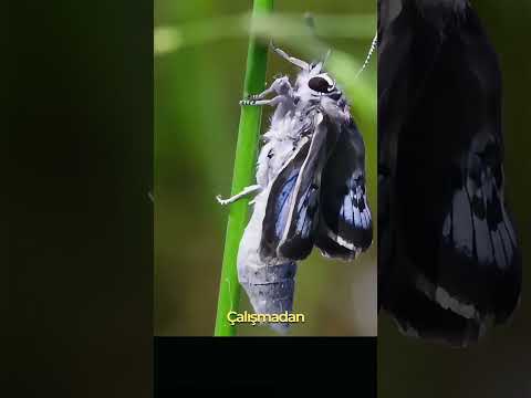 Bir Kelebek Tırtılı, Koca Bir Karınca Kolonisini Nasıl Sömürür? Korubeni Kelebeği #belgesel #animals