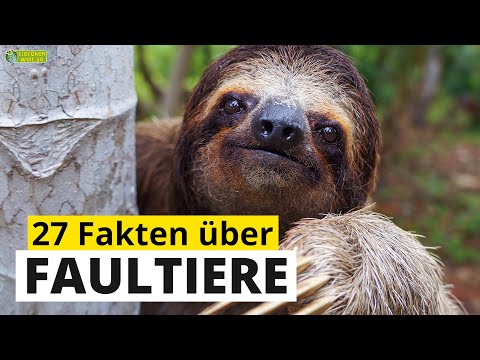 27 spannende Steckbrief-Fakten über Faultiere - Doku-Wissen über Tiere - für Kinder