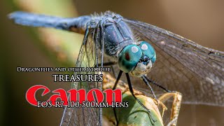 Dragonflies & other wildlife treasures with the Canon R7 and 100-500mm lens - still AWESOME!