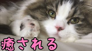 [Cat healed]猫が飼いたくなる動画