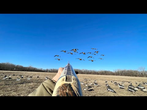 , title : 'Goose Hunting Banded Geese in a Pasture! (MULTIPLE BANDS)'