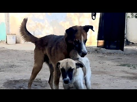 Dog Miting Video