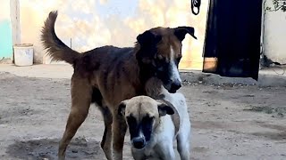 An old dog mating with a very young female. A detailed explanation of dog behavior