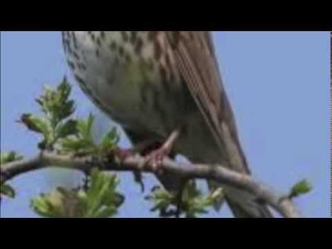 Tales2Inspire Winner:THE WHIPPOORWILL'S SONG by Micki Peluso