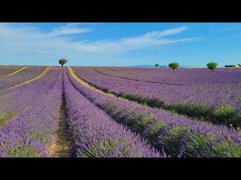 A Visual Journey Through Provence's Beauty at Lavender Fields and Verdon Gorge