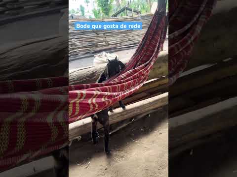 Bode que gosta de rede. Povoado Barrinha. Afonso Cunha- MA