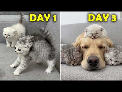 YouTube 썸네일