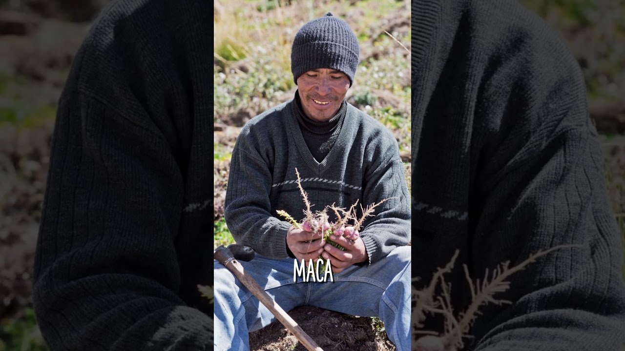 Sustainably Grown Maca Root | Supporting Peruvian Families