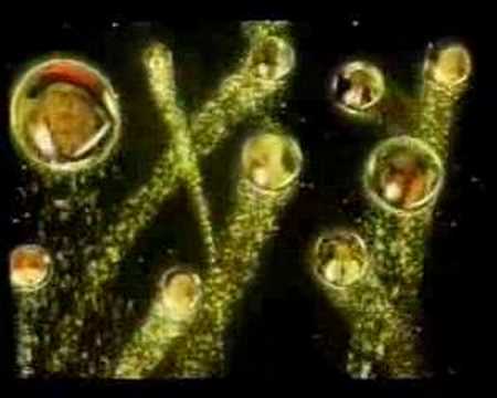 Xuxa Park(Abertura - 1997)