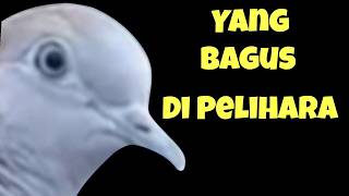 Download lagu PASTI BANYAK YANG SUKA,,,, CIRI PERKUTUT YANG BAGUS DI PELIHARA & BANYAK YANG SUKA mp3 Download lagu PASTI BANYAK YANG SUKA,,,, CIRI PERKUTUT YANG BAGUS DI PELIHARA & BANYAK YANG SUKA mp3