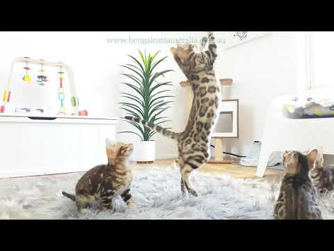 How much energy does a Bengal kitten have?  Watch to see!