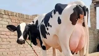 ২৫ লিটার দুধের গাভী ২৪০ হাজারে