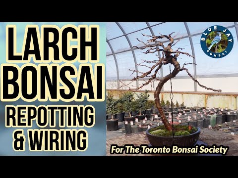 How to Make a Larch Bonsai - Repotting & Wiring a Larix laricina / Tamarack bonsai