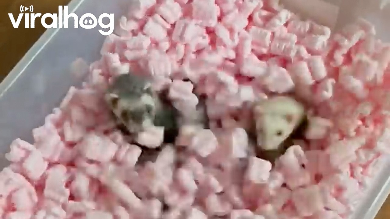 Trio of Playful Ferrets Mosh in Packing Peanuts || ViralHog