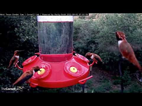 Rufous Hummingbirds Dominate Feeder In Early Morning Frenzy – Aug. 2, 2022