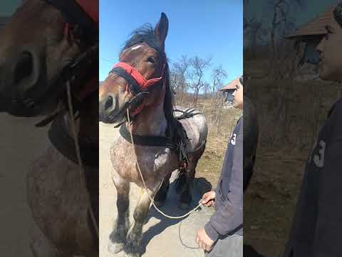 Iapa lui Sabin din bucumi