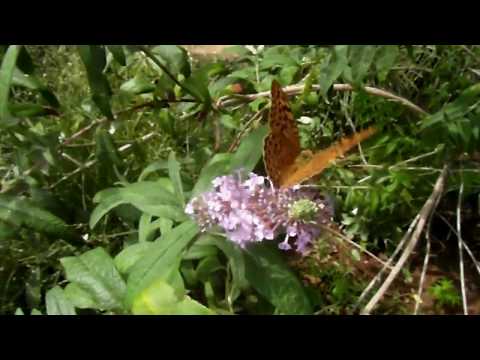 КРАСОТА! Крымские бабочки. Релакс. Amazing butterfly. Relax.