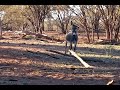 WILD FERAL DONKEY MANAGEMENT 3 - DO NOT WATCH Contains Culling Scenes #hunting
