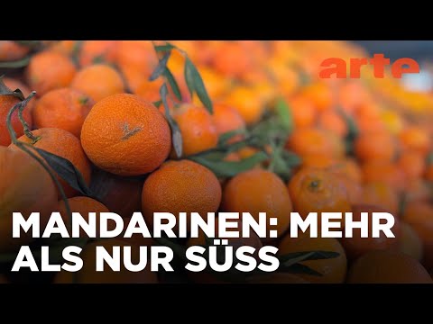 Sonnig: Marokkos Mandarinen | Die Welt der Zitrusfrüchte | ARTE Fernweh