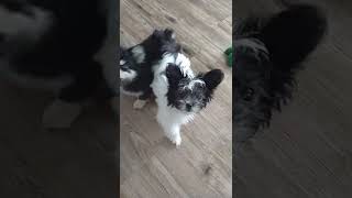 Mal-Shi Puppies Videos
