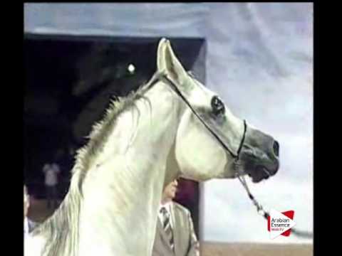 N.124 F.E.’S SAMBA - Ajman 2016 - Mares 5 to 8 years old (Class 5)