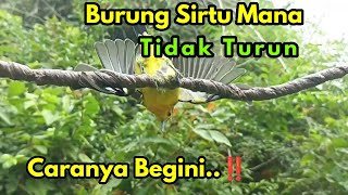 Download lagu 3 Cara Memikat Burung Sirtu/Cipoh susah turun mp3