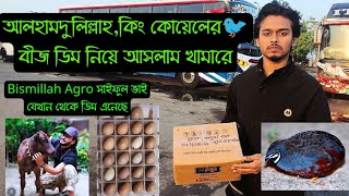 আলহামদুলিল্লাহ,,কিং কোয়েলের🐦বীজ ডিম সংগ্রহ করলাম || বাটন কোয়েল || Bird's Agro || @bismillahagro