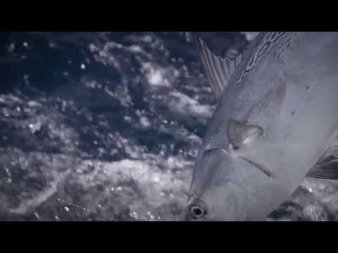 Shimano Game Type J jigging rods