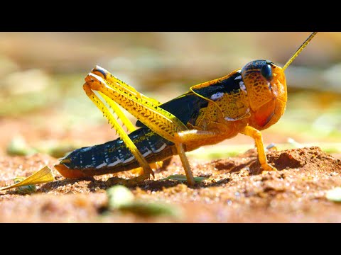 Locust Plague Devours 40,000 Tonnes of Vegetation | Earth's Tropical Islands | BBC Earth