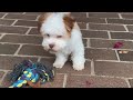 Havanese dogs for sale: Eggnog - Video 1