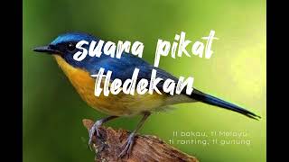 Download lagu suara pikat tledekan sudah terbukti ampuh buat mikat mp3 Download lagu suara pikat tledekan sudah terbukti ampuh buat mikat mp3