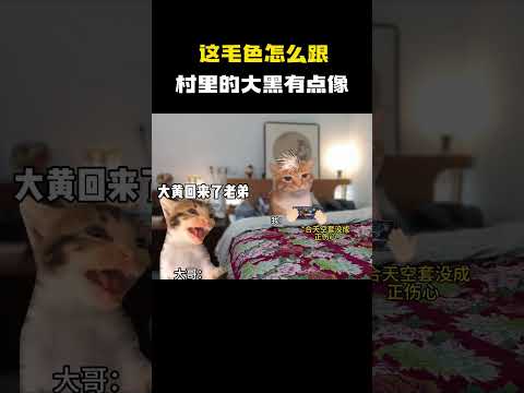 这毛色怎么跟村里的大黑有点像 #猫meme #内容过于真实 #funny