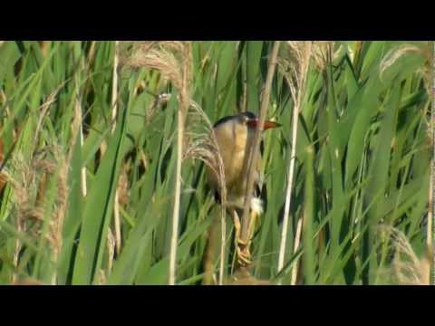 Avetorillo ( ixobrychus minutus ) Little bittern