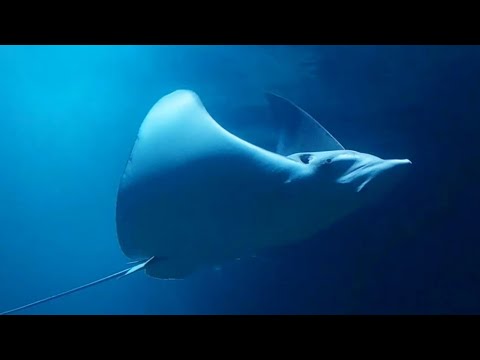 Burgers' Ocean (Aquarium) 2025 | Arnhem