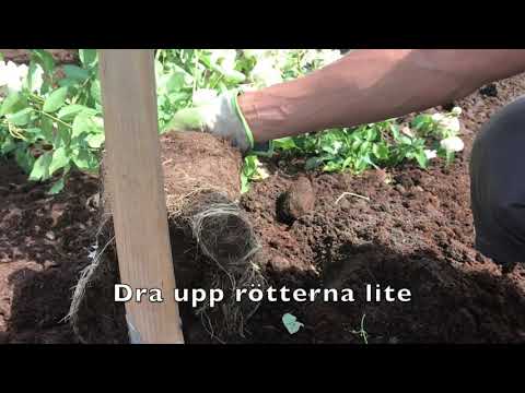 Växdagboken - Del 6 - Plantera rosor