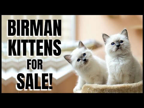 Birman Kittens for Sale!