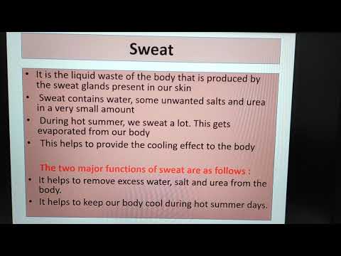 Lesson 11 Transportation in Animals and Plants