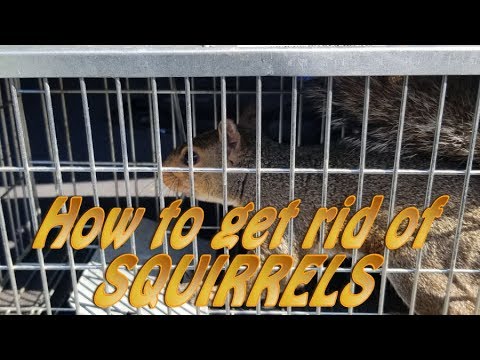 download lagu mp3 mp4 Squirrels In Attic, download lagu Squirrels In Attic gratis, unduh video klip Squirrels In Attic
