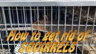 How to get rid of Squirrels in your attic the RIGHT way.