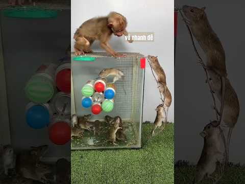 mouse, chuột nhiều quá bắt thôi, kỹ thuật bẫy chuột hiệu quả #2tkids #mice