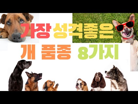 , title : '가장 성격 좋은 개 품종 8가지 (가장 활발한 성격의 강아지 종류)'