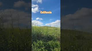 #guitar #california