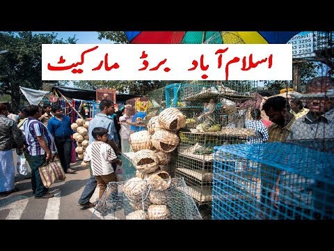 Birds Market Islamabad Reasonable Price all parrots