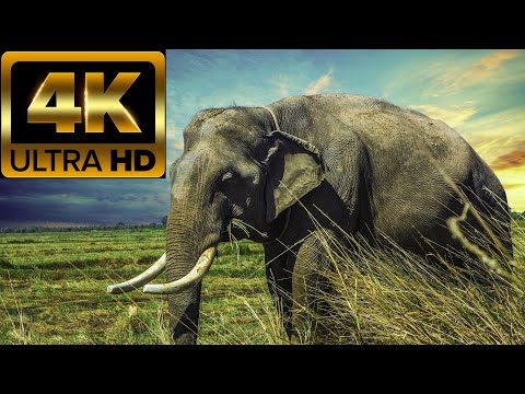 4K ULTRA HDR Beautiful elephants WITH MUSIC RELAX IN Wildlife