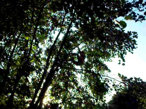 Bistra 5 (17.07.2011)